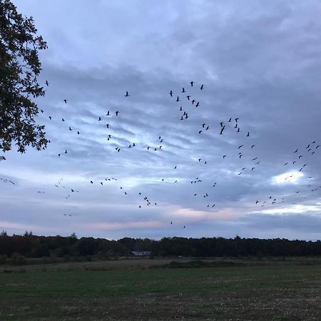 Vakantiehuis Appelvink, Toplocatie In Bosrijke Omgeving Oisterwijk Bagian luar foto