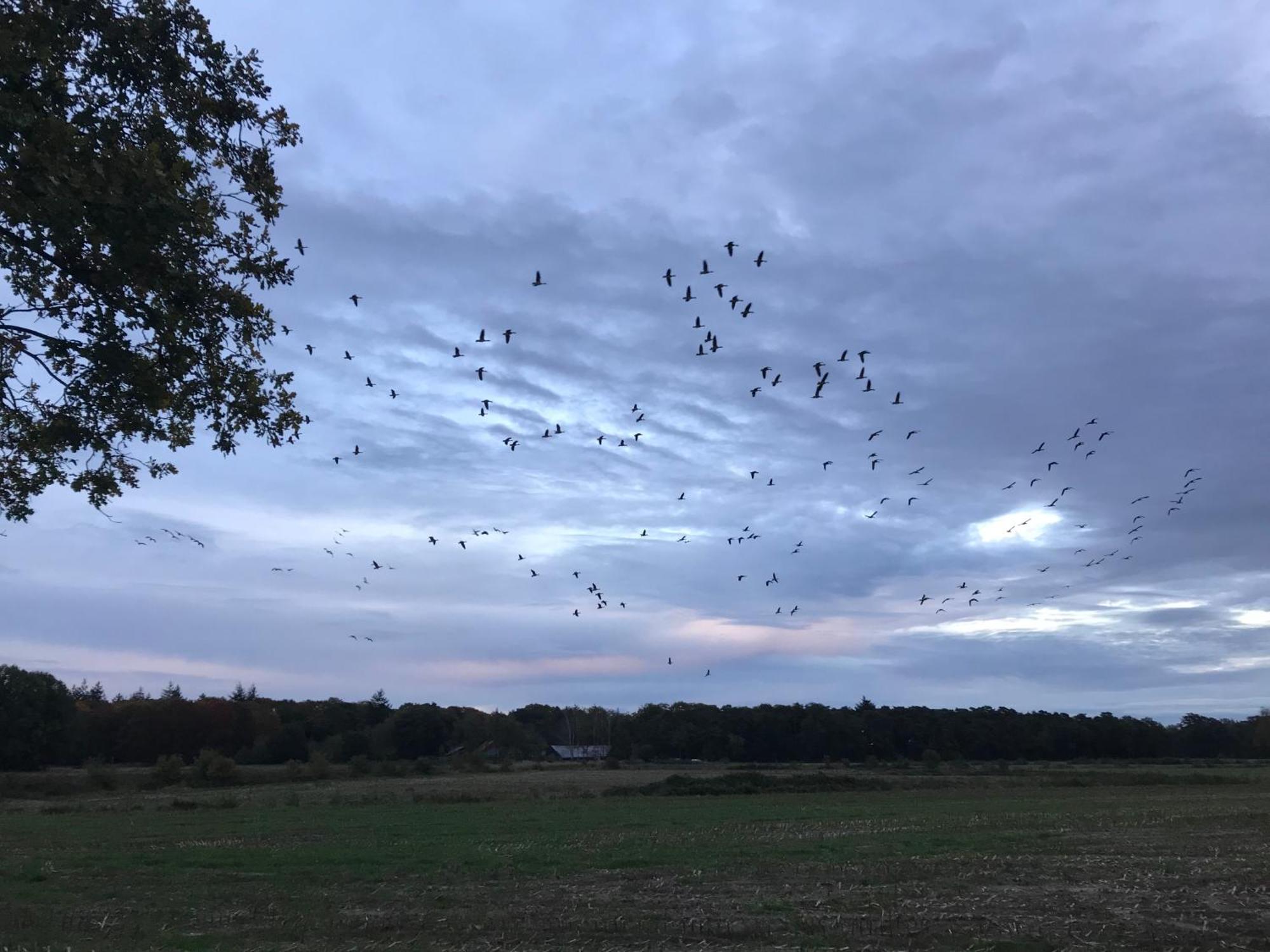 Vakantiehuis Appelvink, Toplocatie In Bosrijke Omgeving Oisterwijk Bagian luar foto